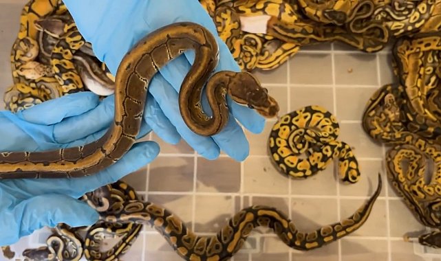 Kapıkule'de Türkiye'ye kaçırılmak istenen 67 canlı piton ele geçirildi
