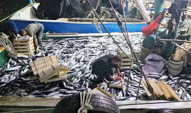Karadeniz'e palamut bereketi sürüyor: Kasa kasa palamutla limana dönüyorlar