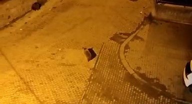 Kars'ta ayılar mahalleyi istila etti