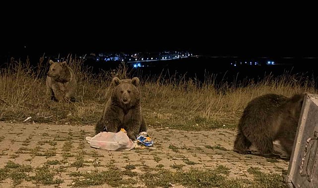 Kars'ta ayılarla karşılaşmak günlük rutini oldu