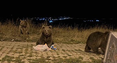 Kars'ta ayılarla karşılaşmak günlük rutini oldu