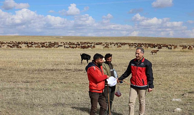 Kars'ta çobanlar sürülerinin başında alın teri döküyor