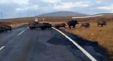 Kars'ta domuz sürüsü görüntülendi