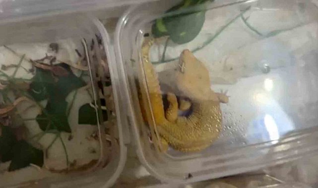 Kartal'da yasa dışı hayvan ticareti operasyonu: 134 canlı hayvana el konuldu