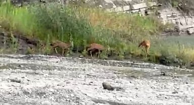 Kastamonu'da dereden su içen karacalar kameraya yansıdı