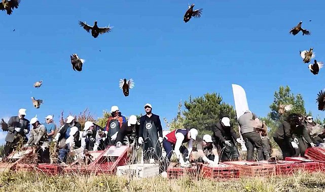 Kastamonu'da doğaya 900 sülün salındı