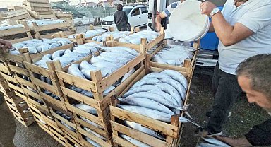 Kastamonu'da palamut bereketi: Kiloluk palamutlar 40 TL'ye satılıyor
