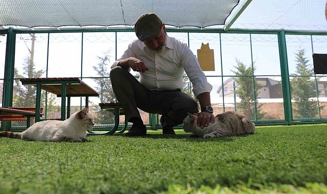 Kayseri'de ilk olan 'Küçük Dostlar Kedi Kasabası' ziyaretçi akınına uğruyor