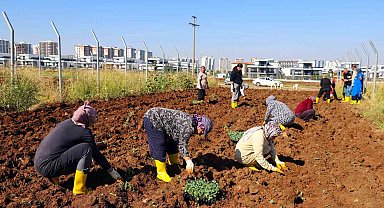 Kent bostanında kışlık üretim dönemi başladı