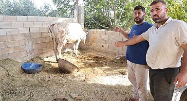 Kırıkhan Özkızılkaya'da ağızdan köpük gelmesiyle başlayan şap hastalığında hayvanlar telef oldu