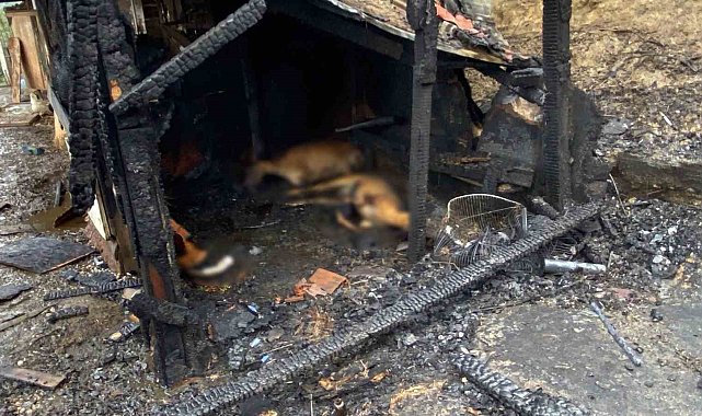 Kocaeli'de ahır yangını: 34 hayvan telef oldu
