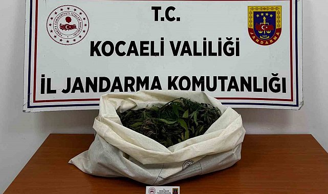 Kocaeli'de jandarmadan 4 ilçede uyuşturucu operasyonu
