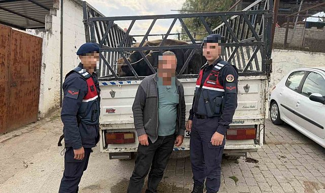 Koçarlı'da çaldığı büyükbaş hayvanları satan şüpheli tutuklandı