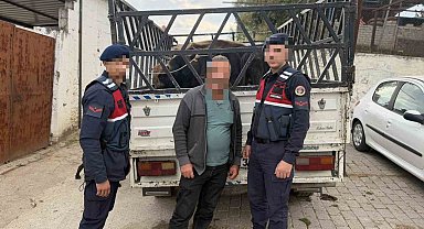 Koçarlı'da çaldığı büyükbaş hayvanları satan şüpheli tutuklandı