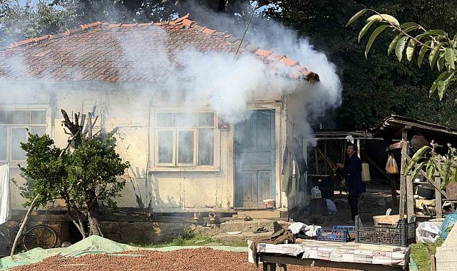 Kokarca istilasına karşı ilginç mücadele: İlaç yetmedi, tavuk ve hindiler devreye girdi