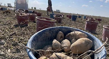 Konya, patates üretiminde Türkiye üretiminin yüzde 10,9'unu karşılıyor