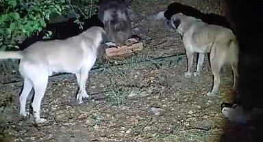 Köpeklerin havlamasına aldırmayan ayı, yemeğini sakince yedi