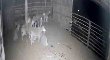 Kurtlarla karşılaşan koyunların yaşadığı panik anları kamerada