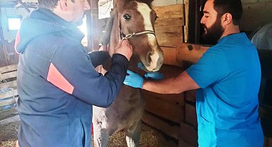 Kütahya'da Safkan Arap Taylarının tescil işlemleri yapıldı