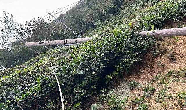 Kuvvetli rüzgâr nedeniyle devrilen ağaç evin çatısına düştü