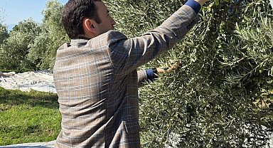 Kuyucak'ta zeytin bahçelerinde hasat mesaisi