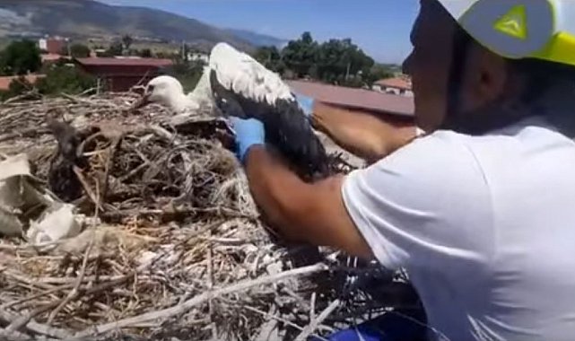 Leylek yuvalarındaki plastik ipler yavruların hayatını tehdit ediyor