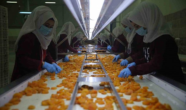 Malatya kayısısından 2 ayda 46 milyon dolarlık ihracat