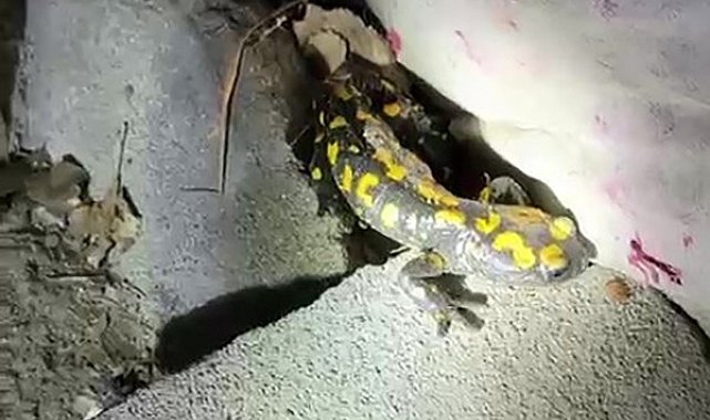 Malatya'da nesli tükenmekte olan semender yağış sonrası görüntülendi