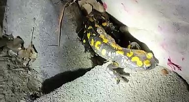 Malatya'da nesli tükenmekte olan semender yağış sonrası görüntülendi