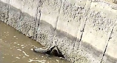 Malatya'da sulama kanalına düşen bal porsuğu kurtarıldı