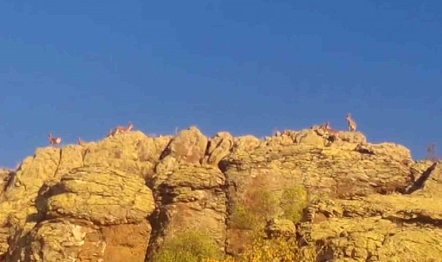 Malatya'da yaban keçileri görüntülendi