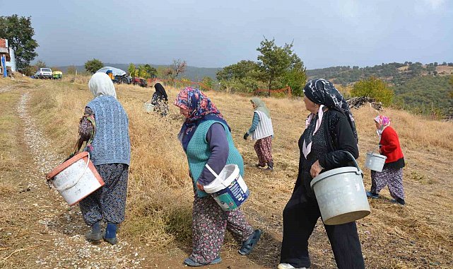 Manisa'da dağlardan toplayıp ilaç ve kozmetik devlerine satıyorlar