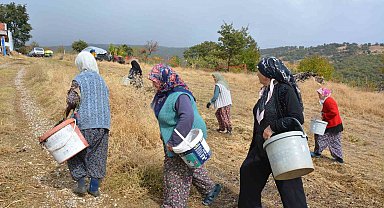 Manisa'da dağlardan toplayıp ilaç ve kozmetik devlerine satıyorlar