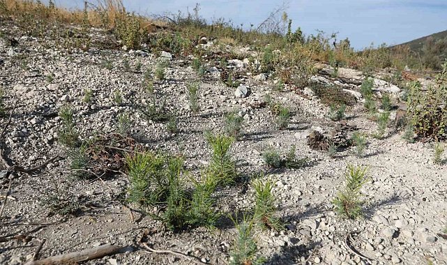 Manisa'da yanan ormanlar yeniden yeşerecek