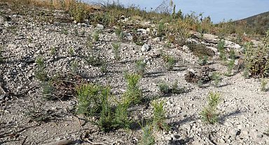 Manisa'da yanan ormanlar yeniden yeşerecek