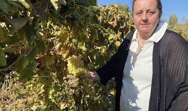 Manisa'nın iki üzümünün genetik şifresi çözüldü