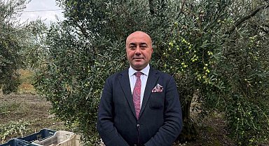 Marmarabirlik'ten 60 bin tonluk alım planı...Türkiye'de zeytinde rekor rekolte beklentisi