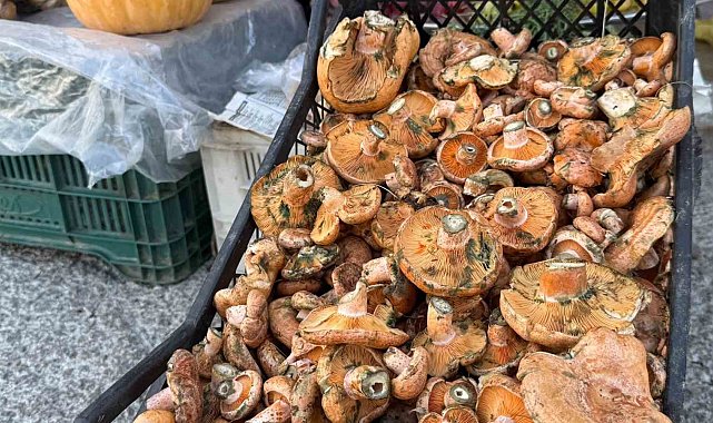 Menteşe'de ilk çıntarlar tezgahlarda