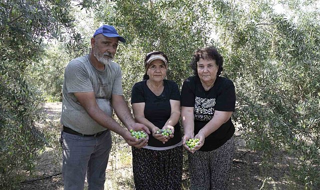 Mersin'de dağıtılan zeytin fidanları ürün verdi