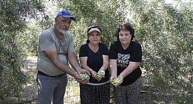 Mersin'de dağıtılan zeytin fidanları ürün verdi
