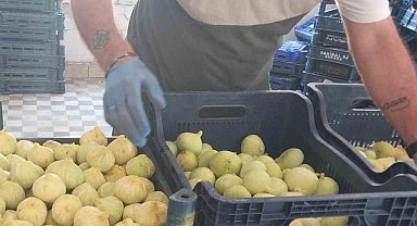 Mersin'de incir sezonu sona erdi, üreticisinin yüzü güldü