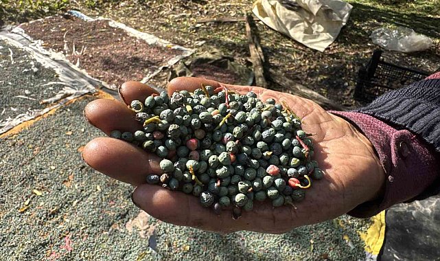 Meyvesi 300, yağı bin 200 liradan satılıyor; posası bile değerlendiriliyor