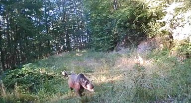 Minik ayılar annelerinin peşinden böyle koştu