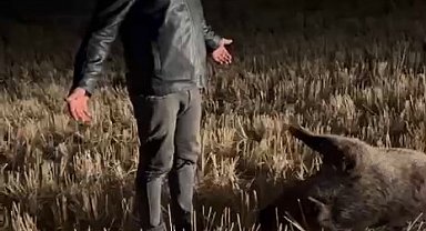 Mısır tarlasına zarar veren domuzu, nöbet tutup avladılar