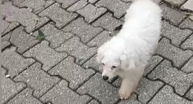 Motosikletle kovalayıp çaldıkları Pamuk'u polis buldu
