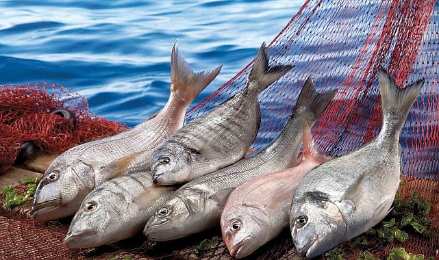 Muğla'nın su ürünleri ihracatı Ege'nin zirvesinde