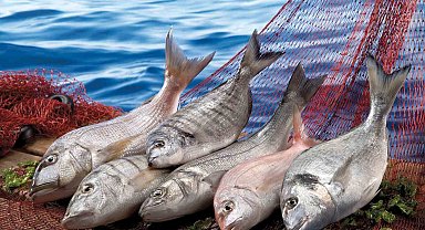Muğla'nın su ürünleri ihracatı Ege'nin zirvesinde