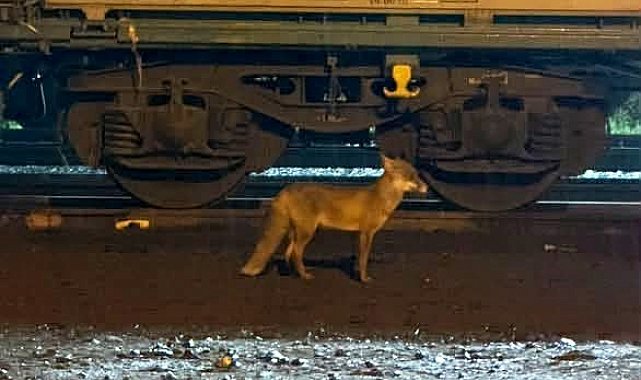 Muratlı'da tilki hareketliliği: Tren istasyonu yakınında görüldü