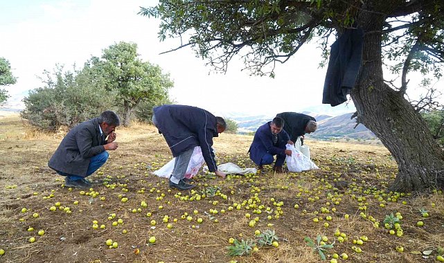 Muş'ta 110 bin ahlat ağacında armut hasadı sürüyor
