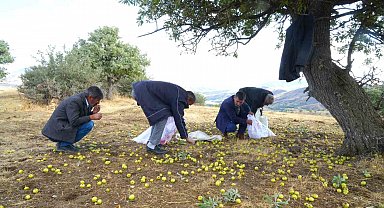 Muş'ta 110 bin ahlat ağacında armut hasadı sürüyor